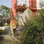 Szőnyi Garden Pest Szálloda Budapest