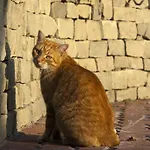 Szonyi Garden Pest 3*