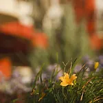Szonyi Garden Pest 3* Budapest