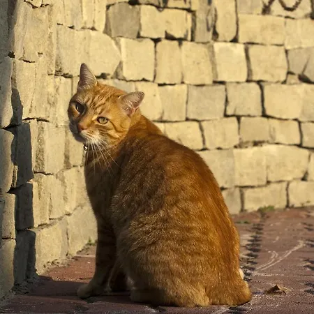 Szonyi Garden Pest 3*